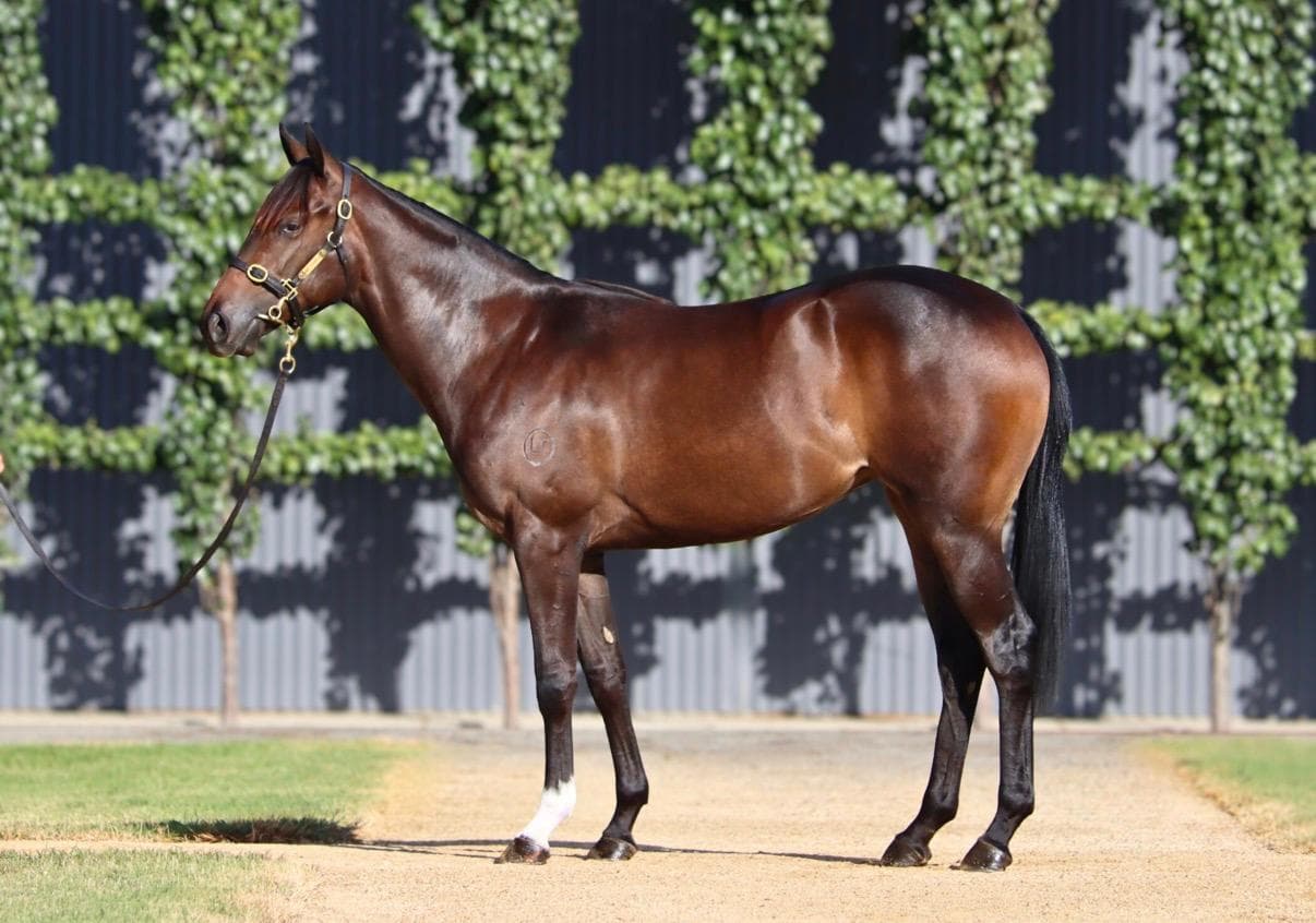 Frankel x Luna Dorada '24